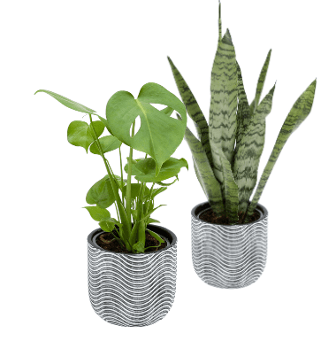 Feature Friday: Plant Care